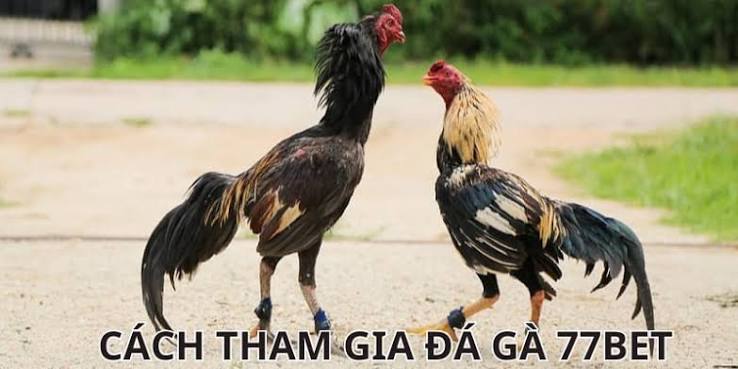 Cách 77BET Tối Ưu Hành Trình Xem Trận
